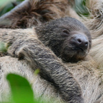 Forrás: Bagosi Zoltán/zoobudapest.hu