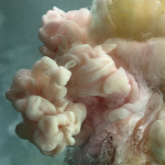 Forrás: http://kimkeever.com/