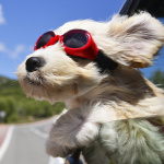 Forrás: Thinkstock