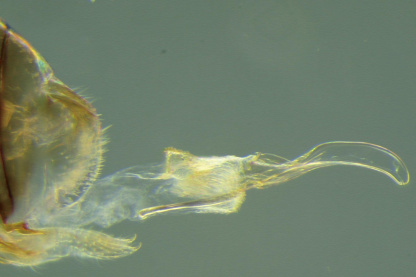 Forrás: Current Biology, Yoshizawa et al.