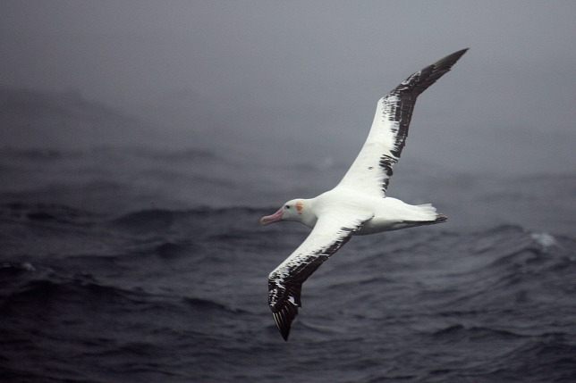 http://static.origos.hu/s/img/i/1404/20140425albatrosz-az-albatrosz-parvalasztasa.jpg?w=644&h=429