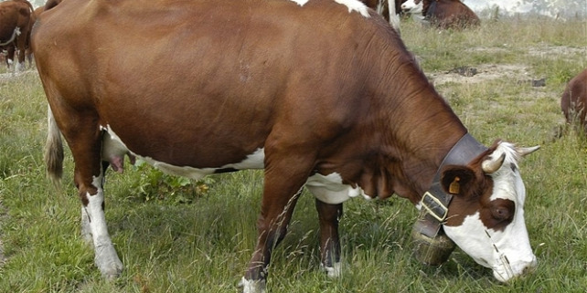 Forrás: Wikimedia Commons