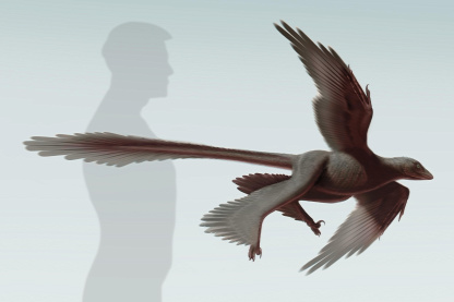 Forrás: NHM Dinosaur Institute/L. Chiappe