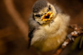 A Twitter mindenkit meglepett A Twitter mindenkit meglepett