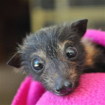 Forrás: Facebook/Tolga Bat Hospital