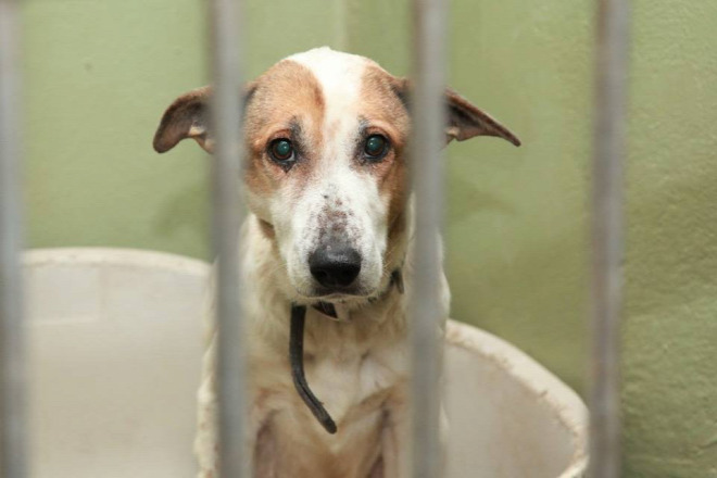 Forr�s: Facebook/Vigy�l Haza Alap�tv�ny