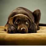 Forrás: Thinkstock