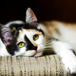 Forrás: Thinkstock