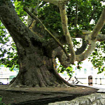 Forrás: www.treeoftheyear.org