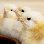 Forrás: Thinkstock