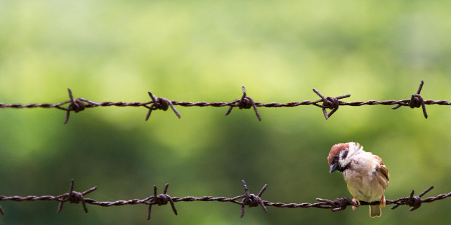 Forrás: Flickr / See-ming Lee