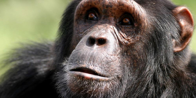 Forrás: Craig R. Sholley/AWF