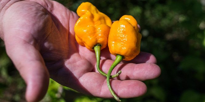 Két világbajnoki aranyat szerzett a magyar chili