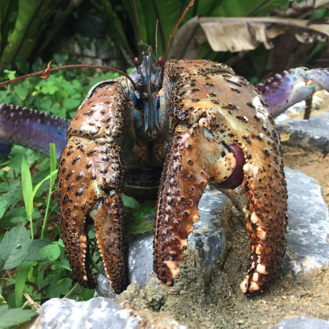 Nem Au Crabe