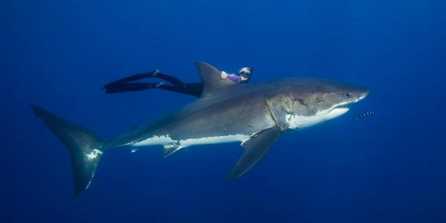 Forrás: One Ocean Diving/Juansharks