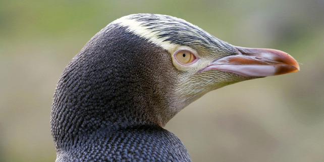 Forrás: Wikimedia Commons