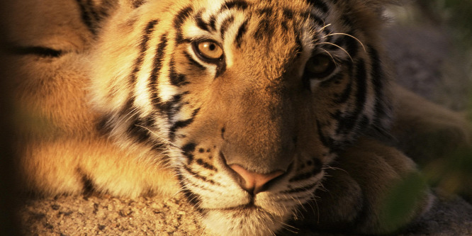 Megszűnt a világhírű cirkusz, a tigris megszökött