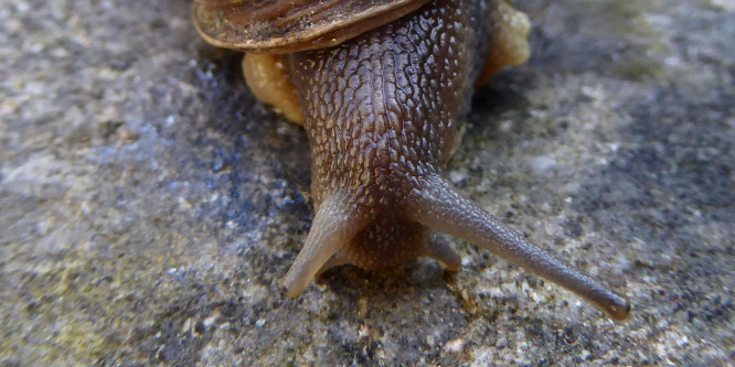 Párt keresnek a furcsa csigának