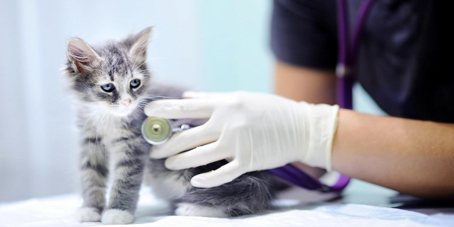 Forrás: Thinkstock