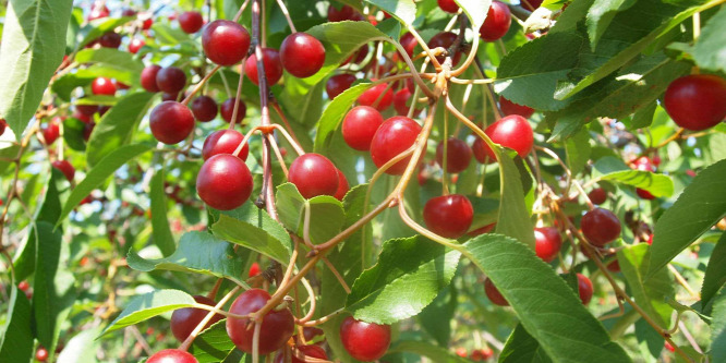 Új meggyfajta válthatja ki napi C-vitamin bevitelünket