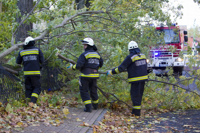 Fákat döntött ki a vihar a fővárosban Fákat döntött ki a vihar a fővárosban