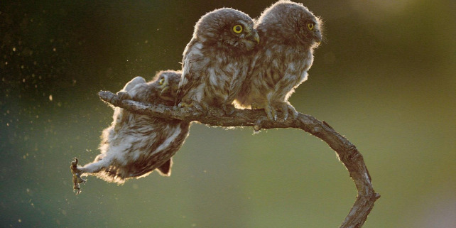 Forrás: Comedy Wildlife Photo Awards/Kercz Tibor
