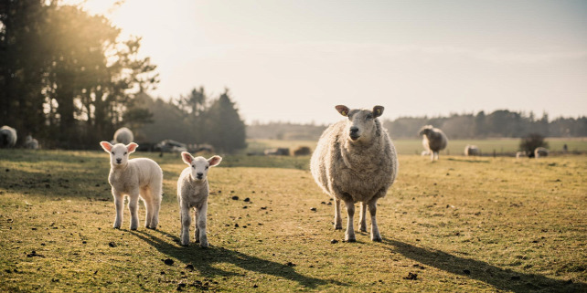 Forrás: Getty Images/iStockphoto/PPAMPicture/Ppampicture