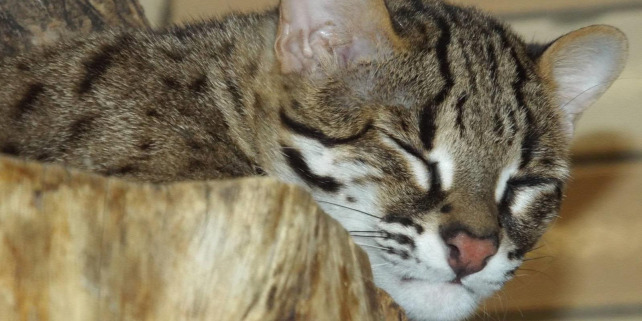 Forrás: CatChat